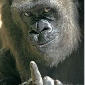 Meet your Posher, Gamzeli